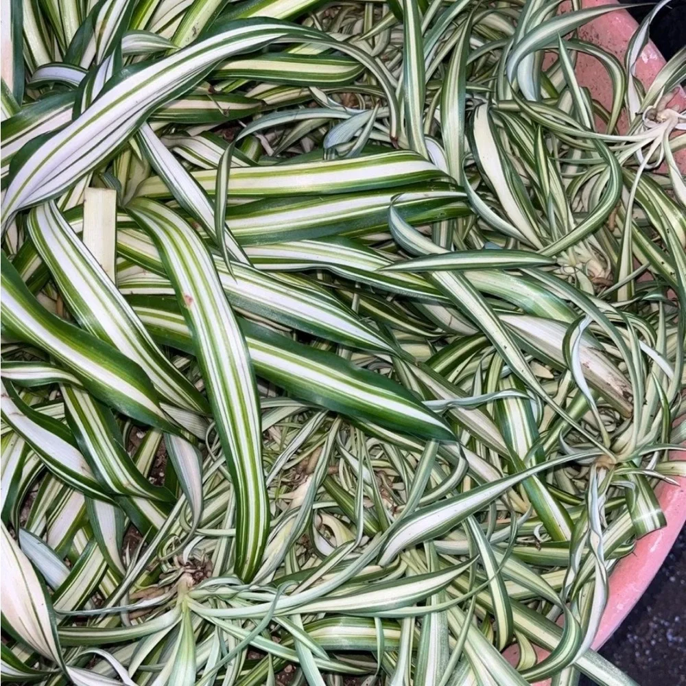 Variegated Spider Plant - Green and Cream Home Accent